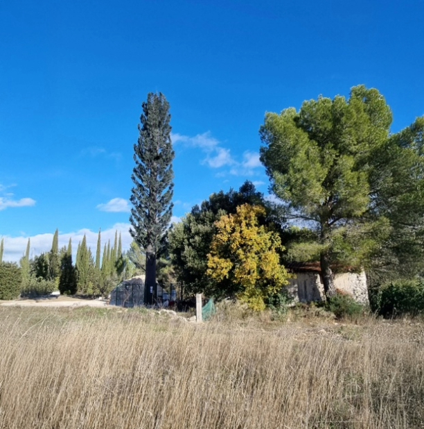 Sekoia 621x627