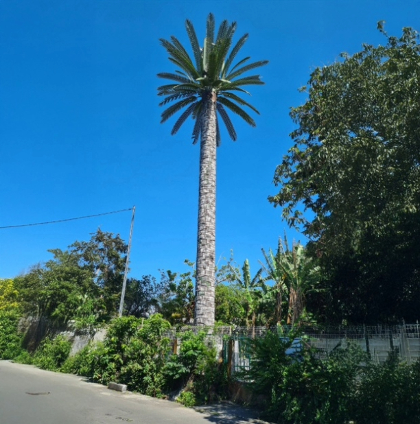 Palma 621x627